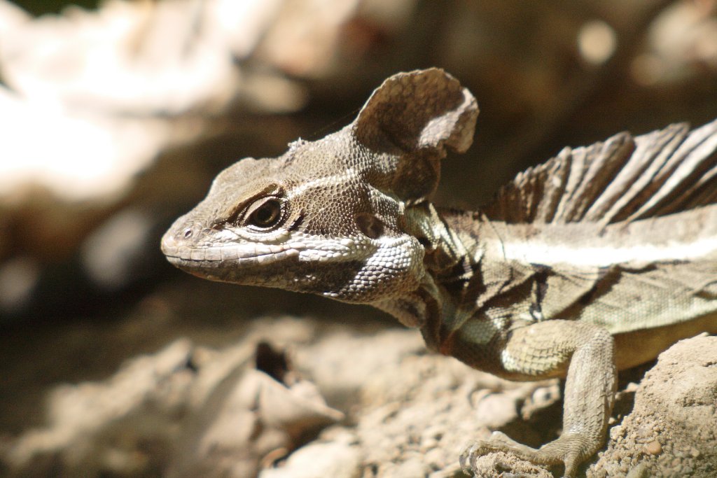 22-Jesus Christ lizard.jpg - Jesus Christ lizard